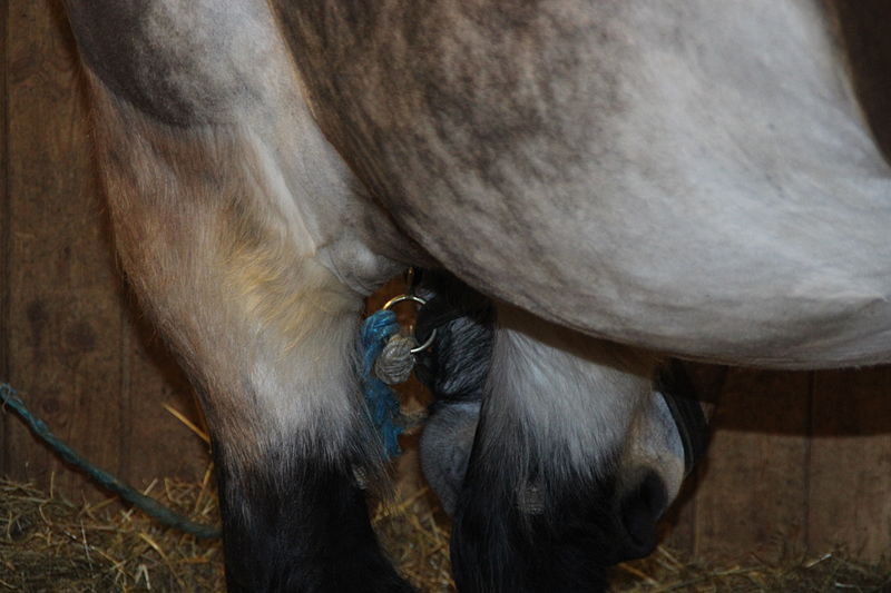 File:Salon international de l'agriculture Paris 2013 - Victoire de Beaucamp 08.jpg