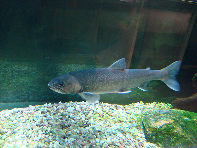 Salvelinus