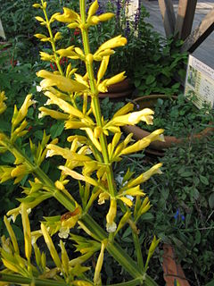 <i>Salvia madrensis</i> Species of flowering plant