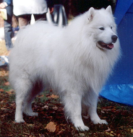 Anjing_Samoyed