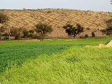 Central Arid Zone Research Institute