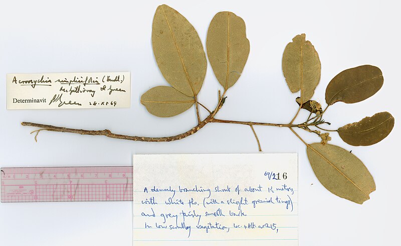 File:Sarcomelicope simplicifolia under side of leaves, Lord Howe Island.jpg