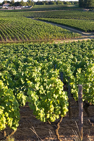 A Sauternes vineyard