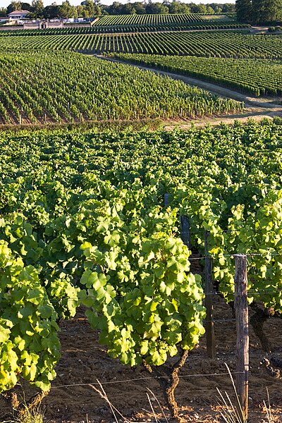 File:Sauternes 04.jpg