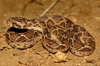 Saw-scaled viper Echis carinatus by Krishna Khan Amravati.jpg