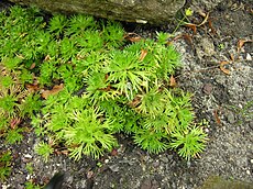 Plant Rijnse steenbreek