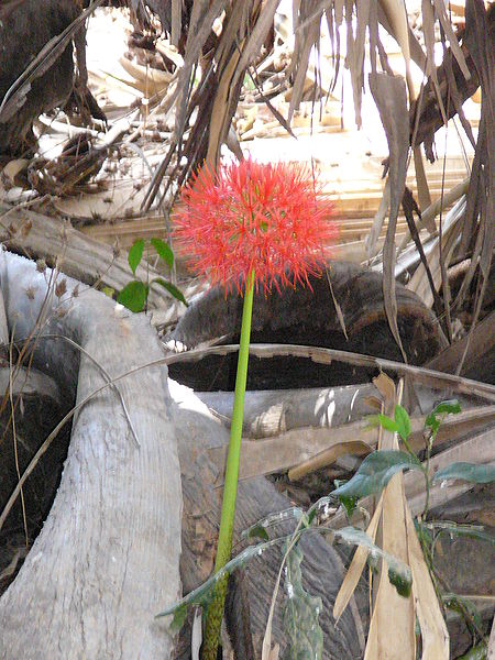 File:Scadoxus multiflorus 0025.jpg