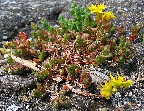 Scharfer Mauerpfeffer Sedum acre 3.jpg