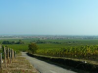 Le village de Scherwiller vu depuis le vignoble.