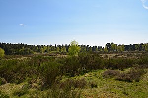 Schleswig-Holstein, Bark, Wittenborner Heide NIK 6061.jpg