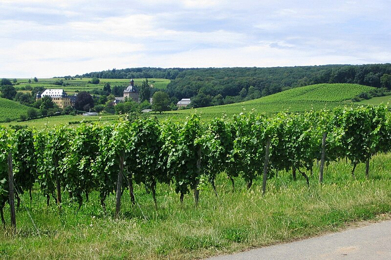 File:SchlossVollradsWinkelWeinberge.JPG