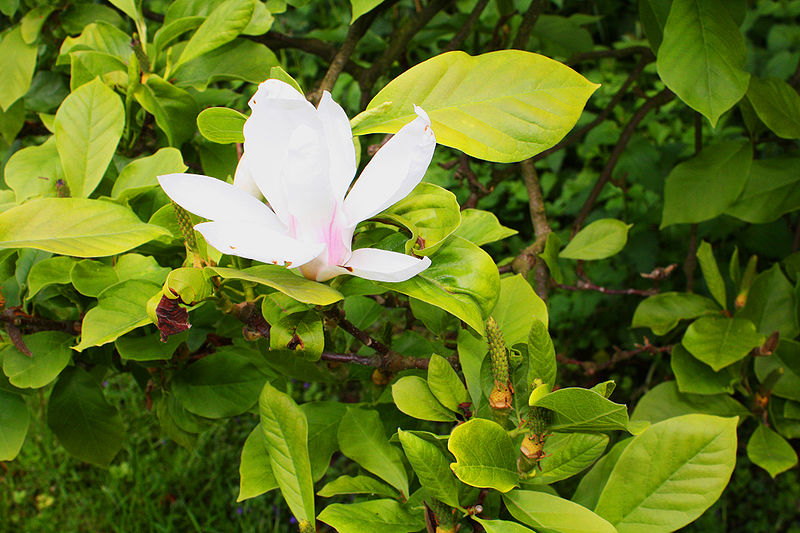 File:Schlosspark-Köln-Stammheim-Magnolienbusch.JPG