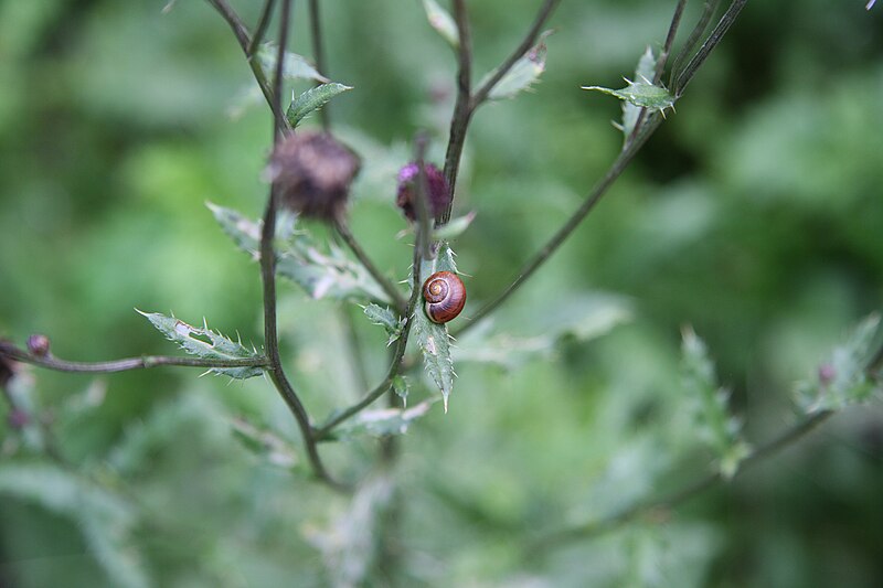 File:Schnecke auf Distel, Wald am Käulingsberg zwischen Parkplatz Katzenbuckel und Neustädter Haus.jpg