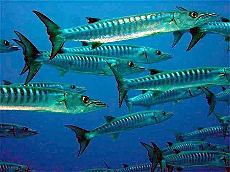 School of barracuda.JPG