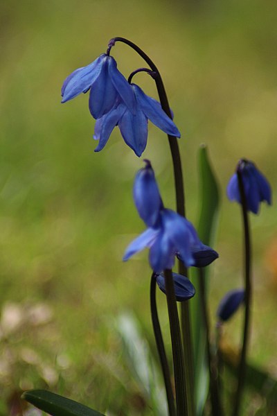 File:Scilla siberica (harilik siniliilia).jpg