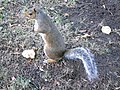 Sciurus carolinensis Ardilla gris de las Carolinas INVASORA