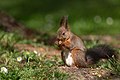 "Sciurus_vulgaris_185836872.jpg" by User:Lupe