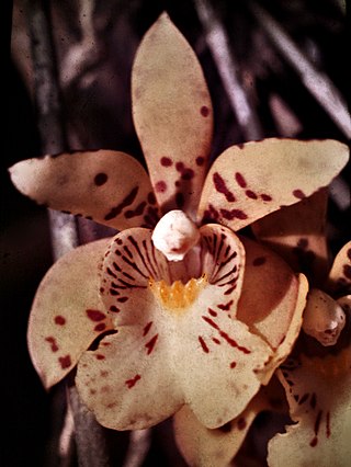 <i>Scuticaria</i> (plant) Genus of orchids