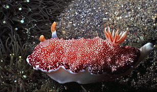 Lumaca di mare Chromodoris reticulata (7963729296) .jpg