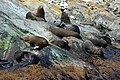 South American Fur Seals (Arctocephalus australis)