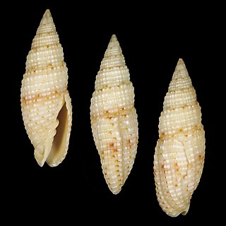 <i>Neocancilla hartorum</i> Species of gastropod