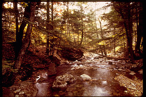 Shenandoah National Park SHEN9182.jpg