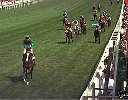 Shergar 1981.jpg