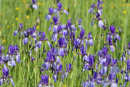 Sibirische Iris im NSG Graues Ried bei Iznang