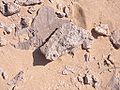 Sinai sand rock fossils.jpg