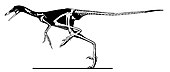 Sinornithoides youngi Sinornithoides youngi.jpg