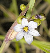 Sisyrinchium albidum