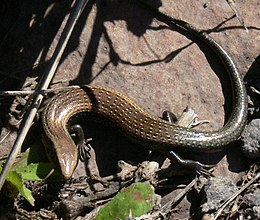 Chalcides coeruleopunctatus