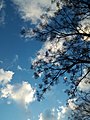 Sky and Tree.jpg