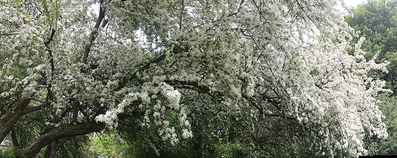 File:So many pear flowers.jpg