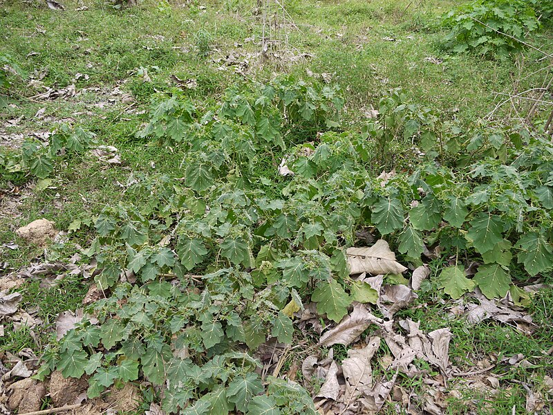 File:Solanum viarum (5598107272).jpg