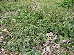 Category:Solanum viarum - Wikimedia Commons