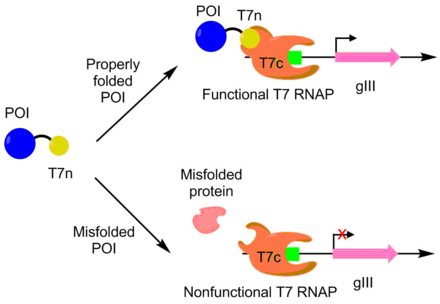 A scheme for the engineering of higher soluble expression. POI = protein of interest. When the POI is properly folded, the T7n portion is exposed, allowing for the binding to the T7c portion to form a fully functional T7 RNAP. This T7 RNAP can then transcribe gIII. If the POI is misfolded, then the T7 RNAP doesn't form, leading to no gIII transcription. Soluble Expression PACE.png