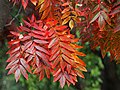 Sorbus commixta, Jarząb, 2021-10-02