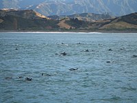 South Island Tour 233.jpg