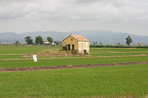 Rijstvelden bij Deltebre