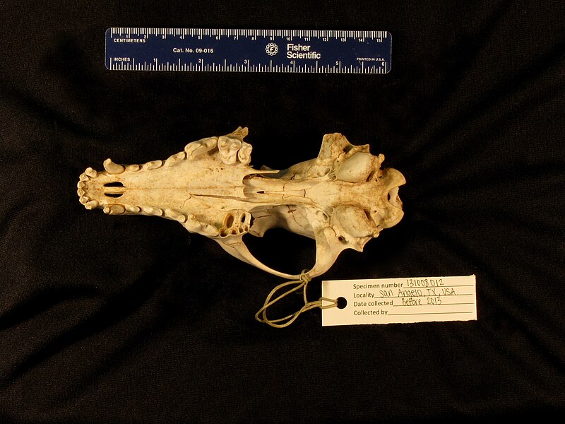 File:Specimen 131008012 bottom.JPG