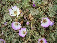 Sphaeralcea purpurata