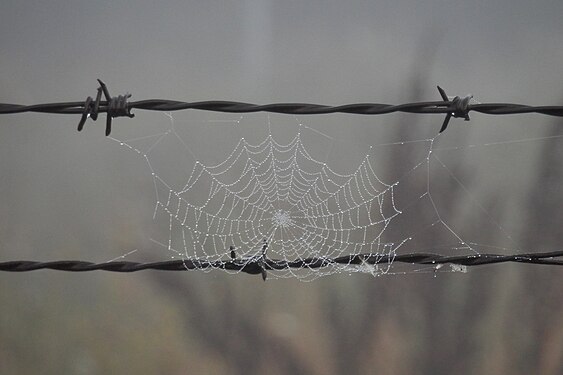 Spider Web on Barbed Wire