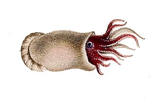 <span class="mw-page-title-main">Spirulida</span> Order of cephalopods