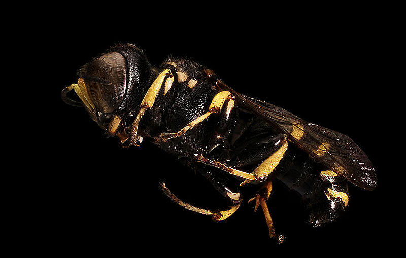 File:Square headed wasp (Crabronidae) (14242259050).jpg