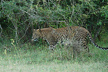 SrilankaLeopard in wild.jpg
