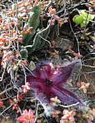 Stapelia hirsuta - Buffelspoort.jpg