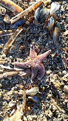 File:Starfish XIV (31508529634).jpg (Category:Asteroidea)