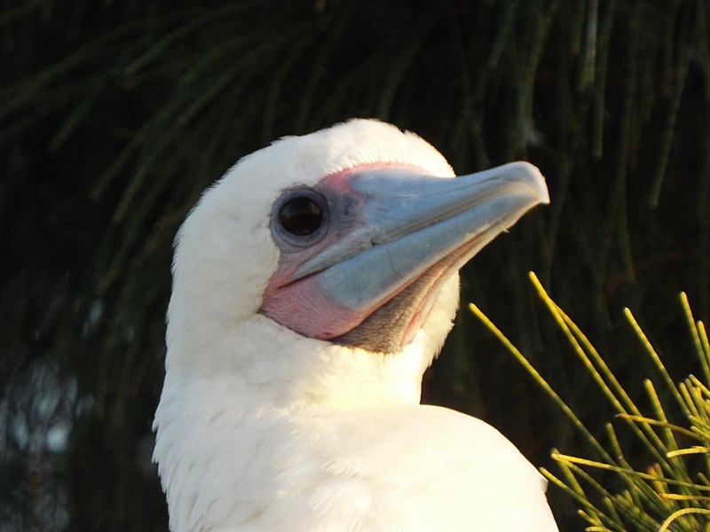 File:Starr-130916-2005-Casuarina equisetifolia-habitat with Red Footed Booby-Camp-Laysan (24930824430).jpg