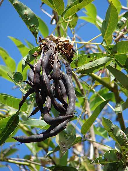 Erythrina crista-galli - Wikiwand